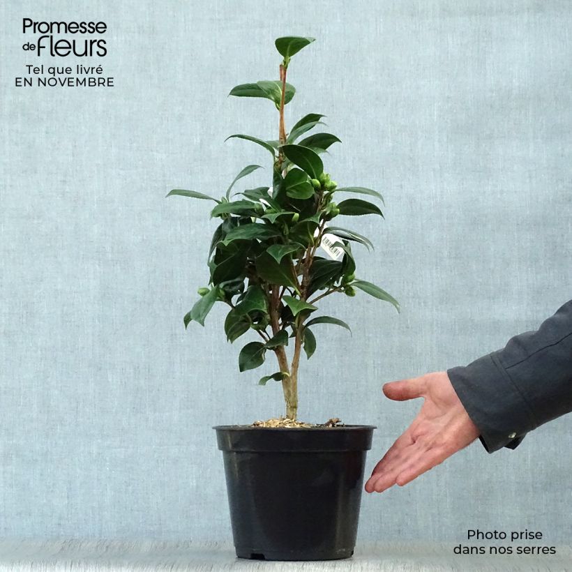 Example of Camellia Dahlonega - Kamelie Topf mit 4L/5L as you get in automne