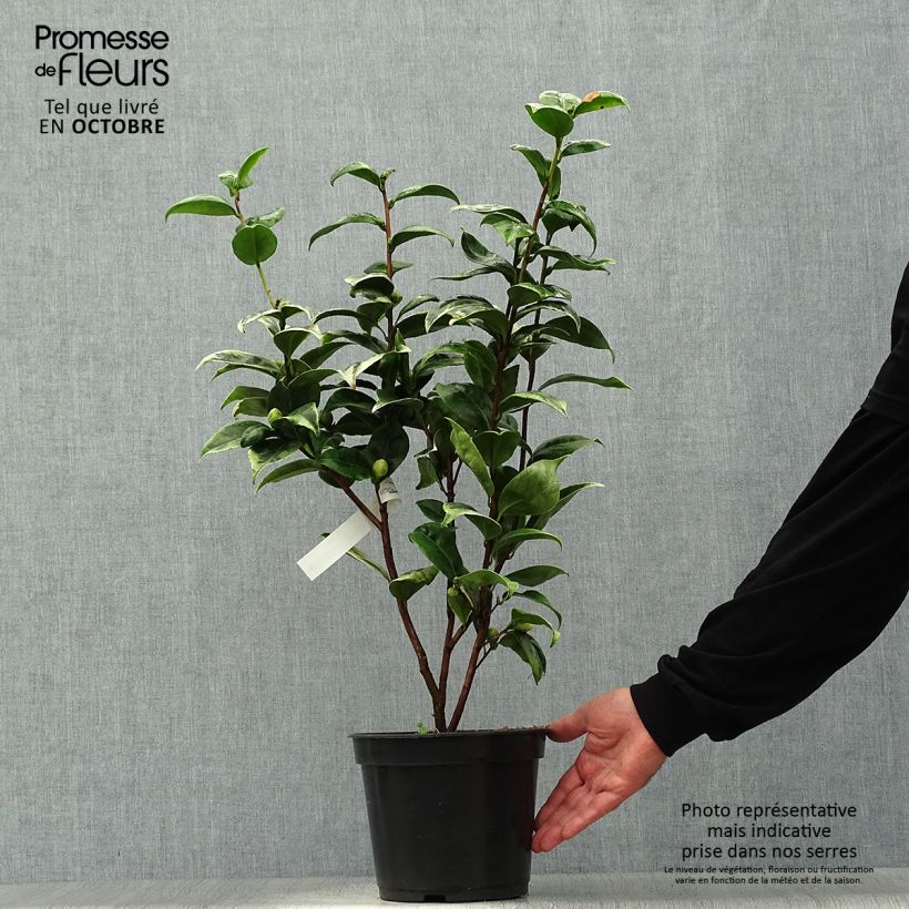 Example of Camellia Kerguelen - Japanische Kamelie Topf mit 4L/5L as you get in automne