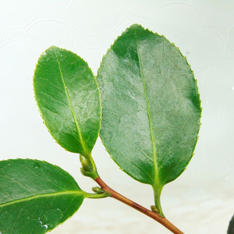 Camellia Look Away - Kamelie (Foliage)