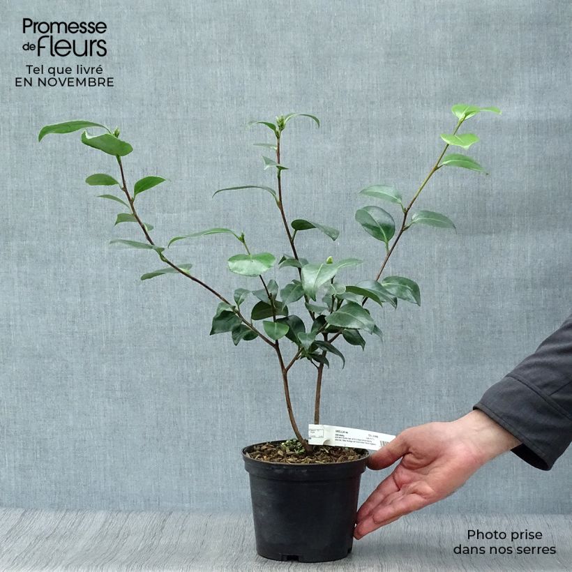 Example of Camellia Look Away - Kamelie Topf mit 2L/3L as you get in automne