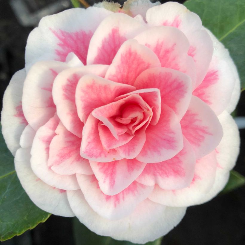 Camellia Look Away - Kamelie (Flowering)