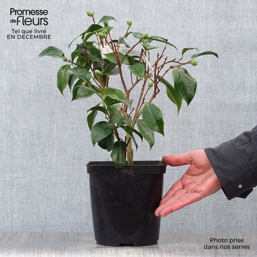 Exemplar von Camellia Nuccio's Jewel - Japanische Kamelie Topf mit 3L/4L wie im Winter geliefert