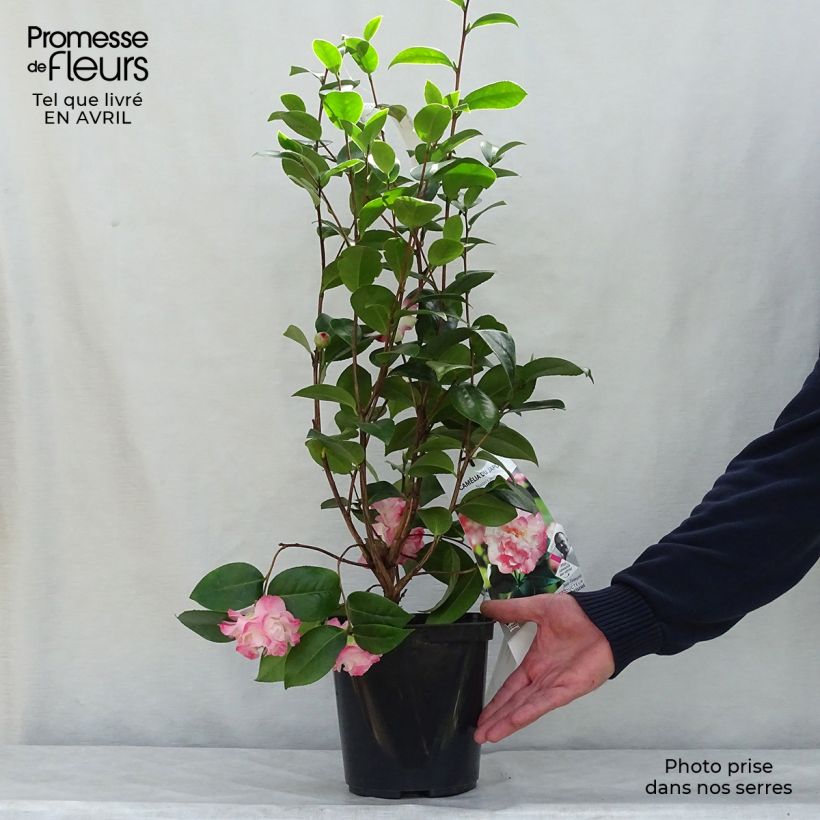 Exemplar von Camellia Nuccio's Jewel - Japanische Kamelie Topf mit 3L/4L wie im Frühjahr geliefert
