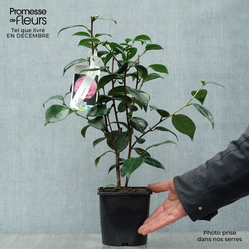 Exemplar von Camellia Nuccio s Pearl - Kamelie Topf mit 2L/3L wie im Winter geliefert