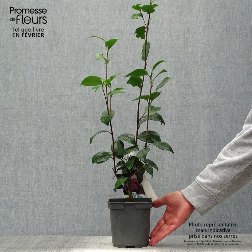 Example of Camellia Nuccio s Pearl - Kamelie Topf mit 2L/3L as you get in automne