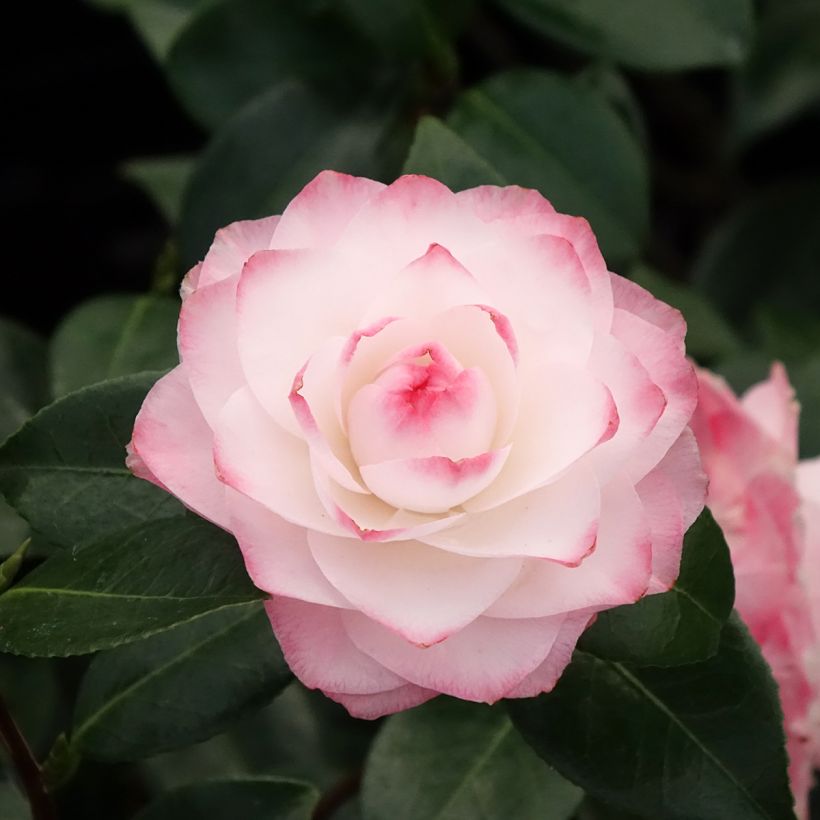 Camellia Nuccio s Pearl - Kamelie (Blüte)