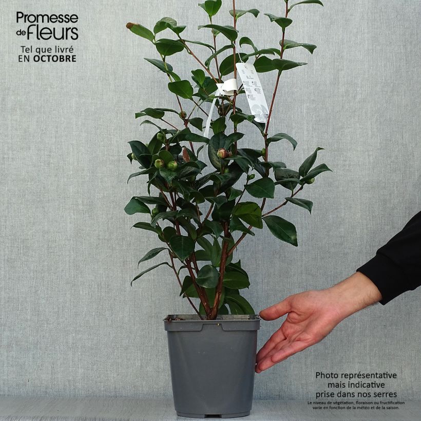 Example of Camellia Nuccio's Jewel - Japanische Kamelie Topf mit 3L/4L as you get in automne