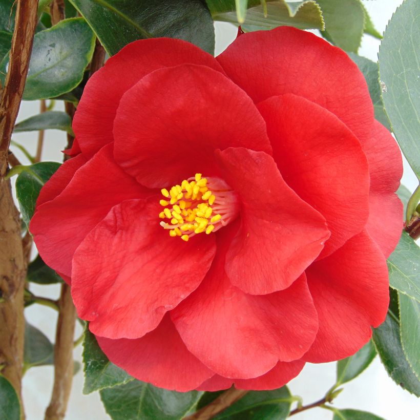 Camellia Royal Velvet - Kamelie (Flowering)