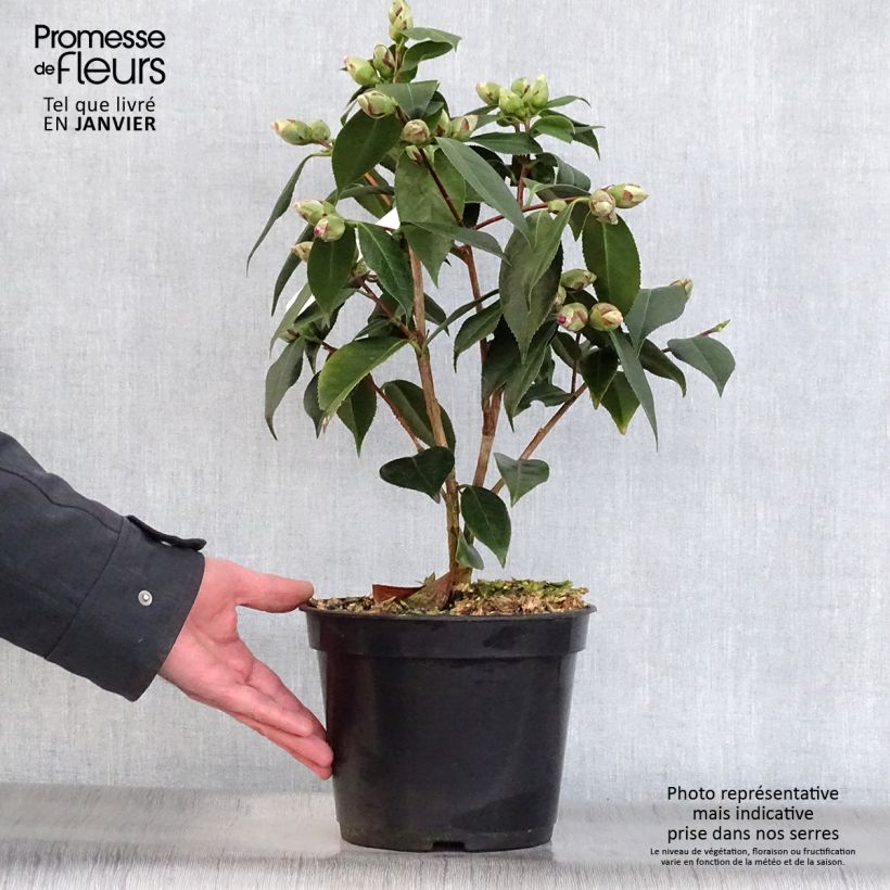 Exemplar von Camellia Royal Velvet - Kamelie Topf mit 4L/5L wie im Winter geliefert