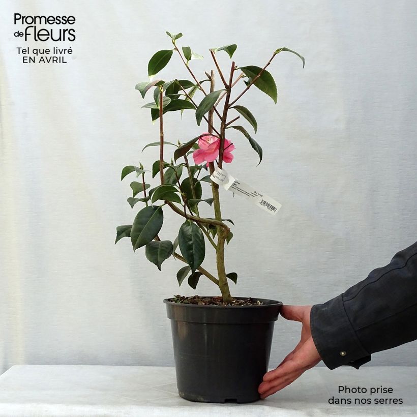 Exemplar von Camellia williamsonii Spring Daze - Kamelie Topf mit 4L/5L wie im Frühjahr geliefert