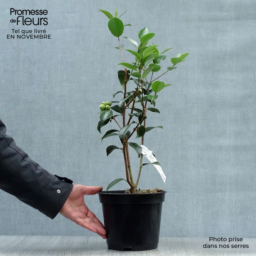 Example of Camellia williamsonii Spring Daze - Kamelie Topf mit 4L/5L as you get in automne