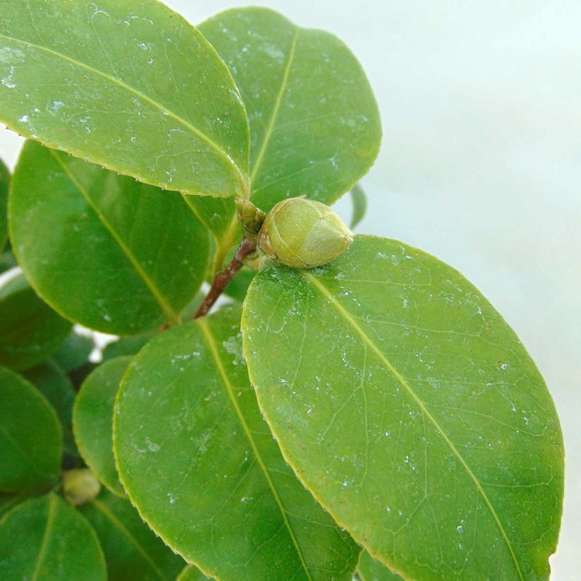 Camellia Tom Pouce - Kamelie (Foliage)