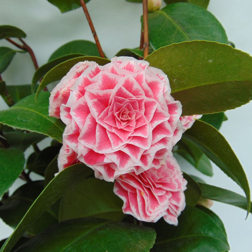 Camellia Tom Pouce - Kamelie (Flowering)