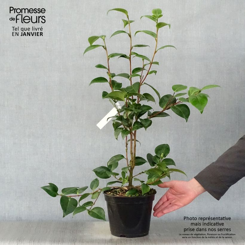 Exemplar von Camellia Tom Pouce - Kamelie Topf mit 4L/5L wie im Winter geliefert