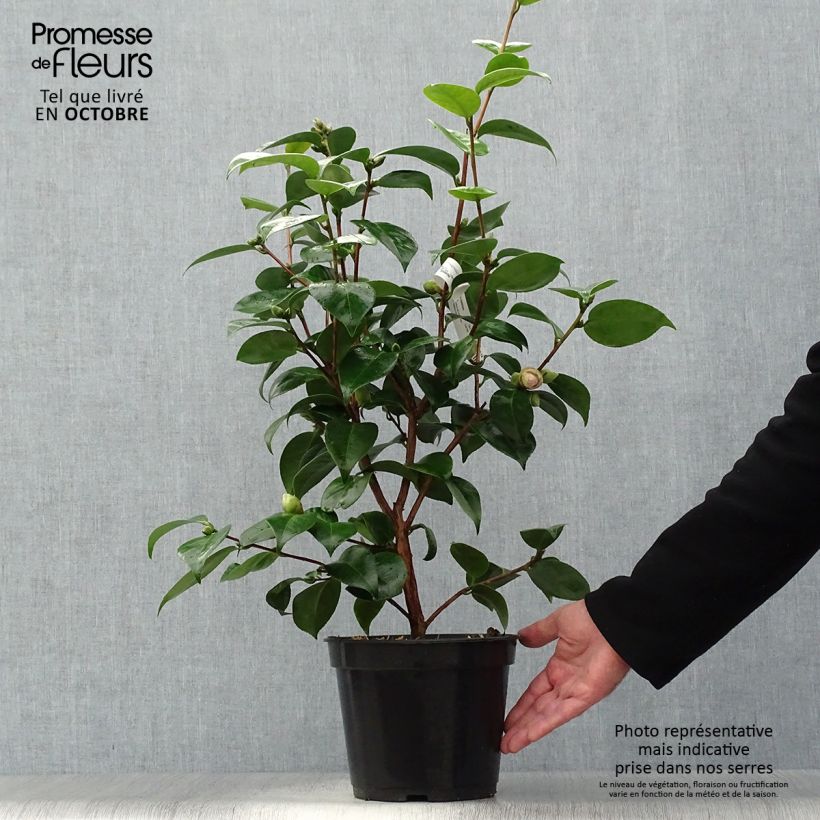Example of Camellia Tom Pouce - Kamelie Topf mit 4L/5L as you get in automne