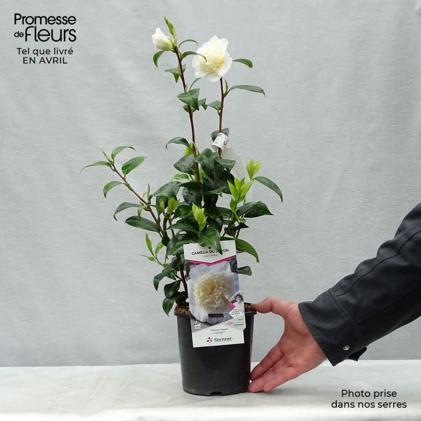 Exemplar von Camellia Jury's Yellow - Japanische Kamelie Topf mit 1,5L/2L wie im Frühjahr geliefert