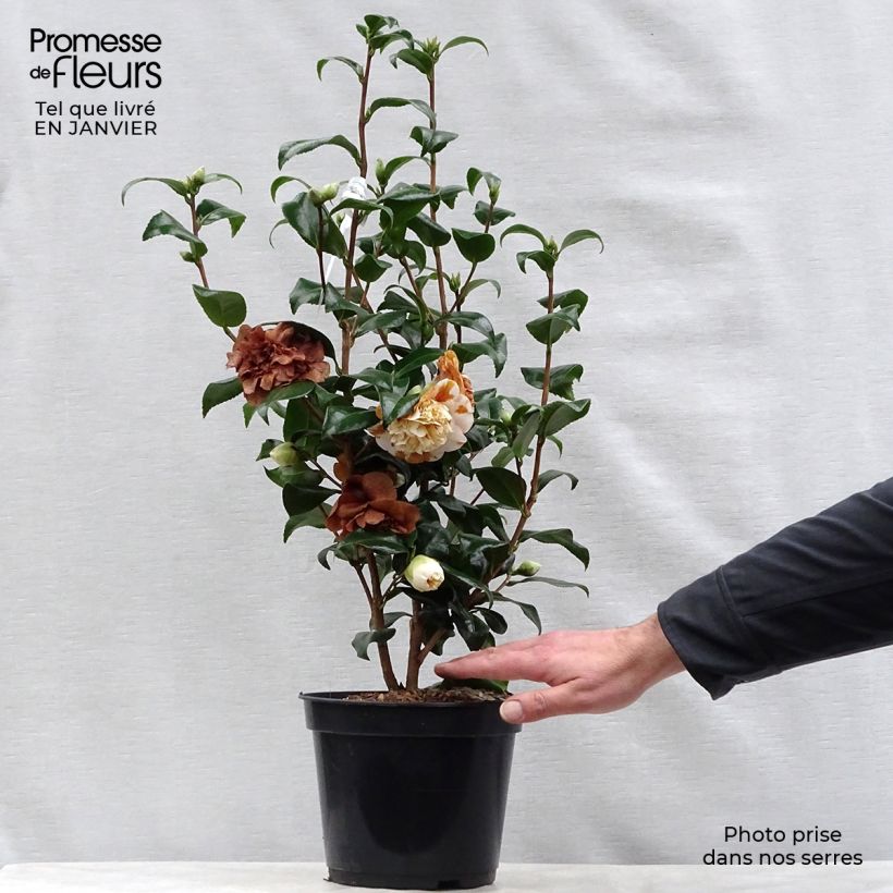 Exemplar von Camellia Jury's Yellow - Japanische Kamelie Topf mit 3L/4L wie im Winter geliefert