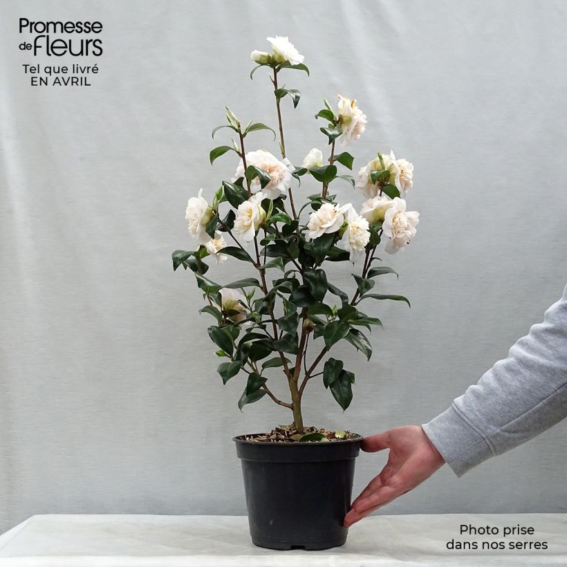 Exemplar von Camellia Jury's Yellow - Japanische Kamelie Topf mit 3L/4L wie im Frühjahr geliefert