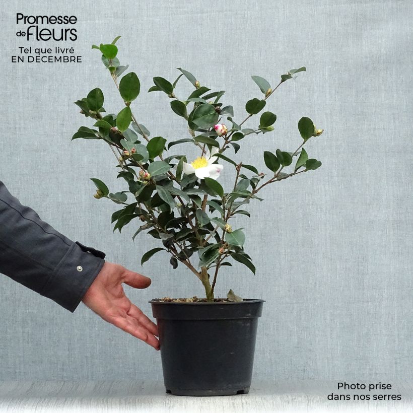 Exemplar von Camellia sasanqua Narumi Gaita - Herbstblühende Kamelie Topf mit 4L/5L wie im Winter geliefert