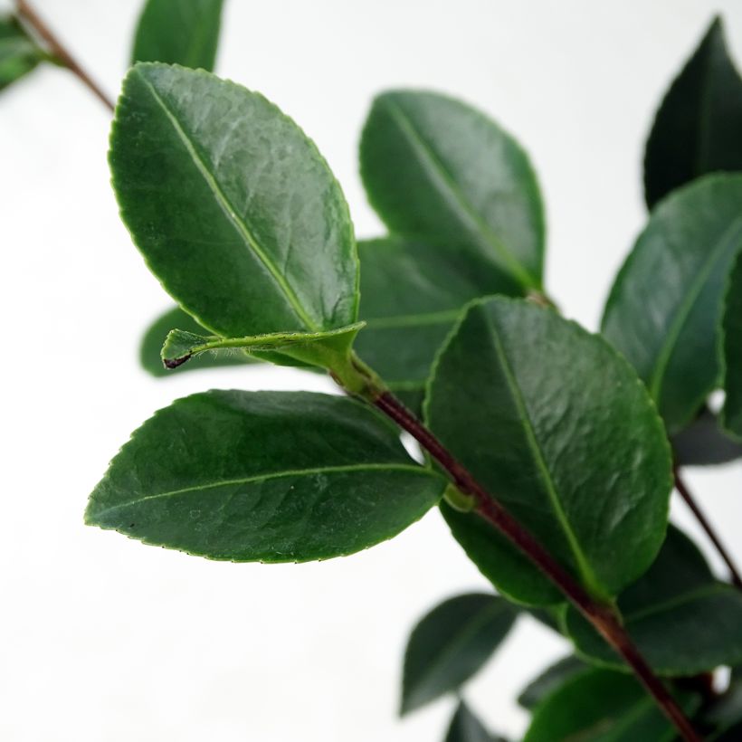 Camellia Fuji no Yuki - Kamelie (Foliage)