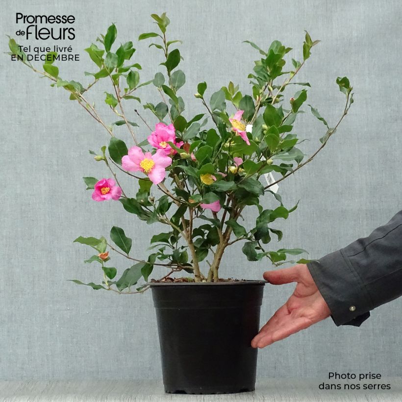 Exemplar von Camellia sasanqua Cleopatra - Herbstblühende Kamelie Topf mit 3L/4L wie im Winter geliefert