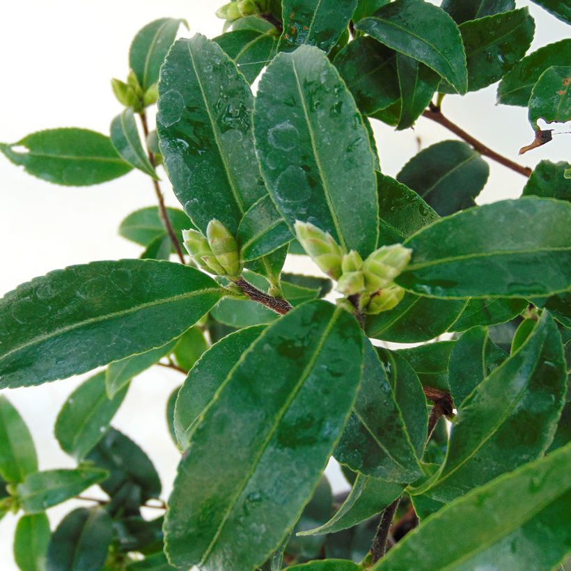 Camellia sasanqua Frosted Star - Herbstblühende Kamelie (Foliage)