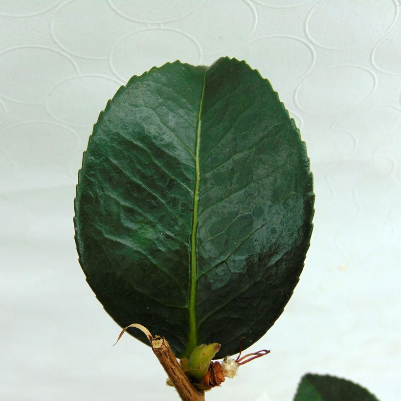 Camellia Gay Border - Kamelie (Foliage)