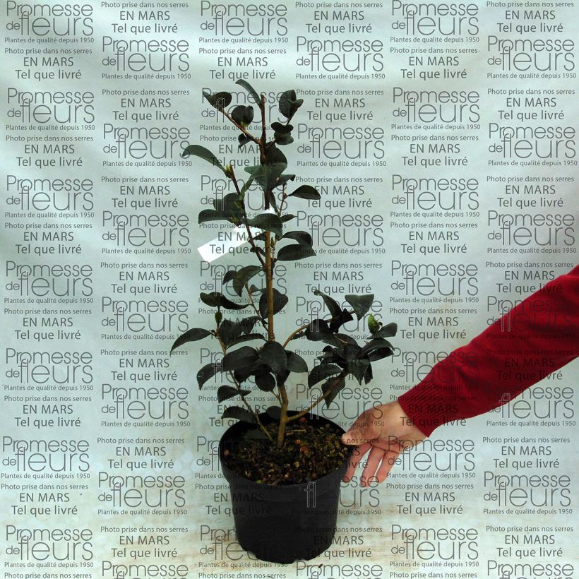 Example of Camellia Gay Border - Kamelie Topf mit 4L/5L as you get