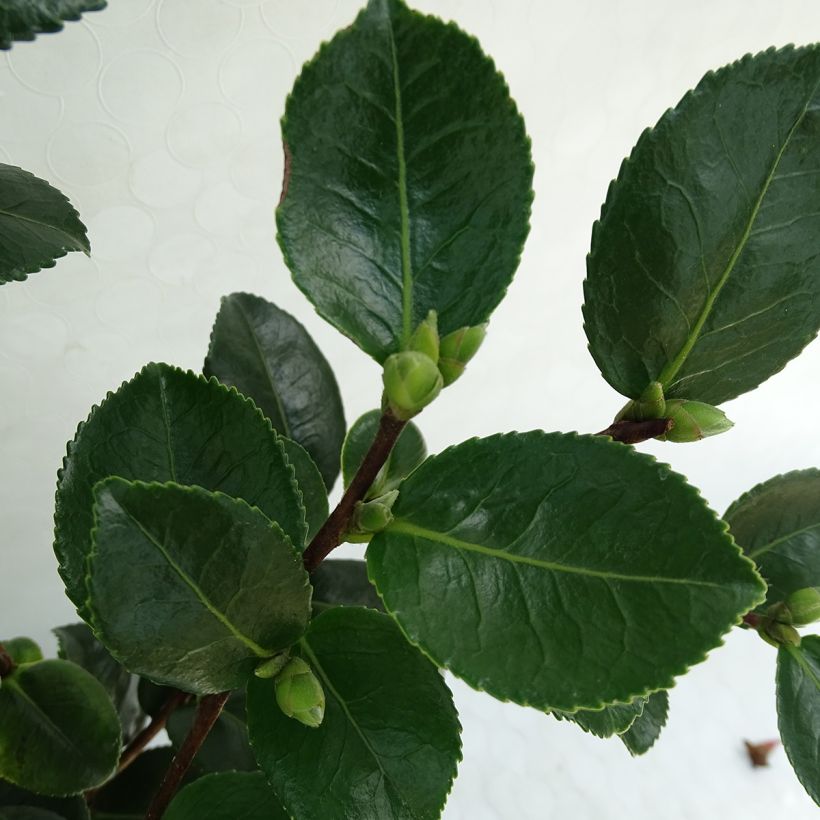 Camellia sasanqua Sekiyo - Herbstblühende Kamelie (Foliage)