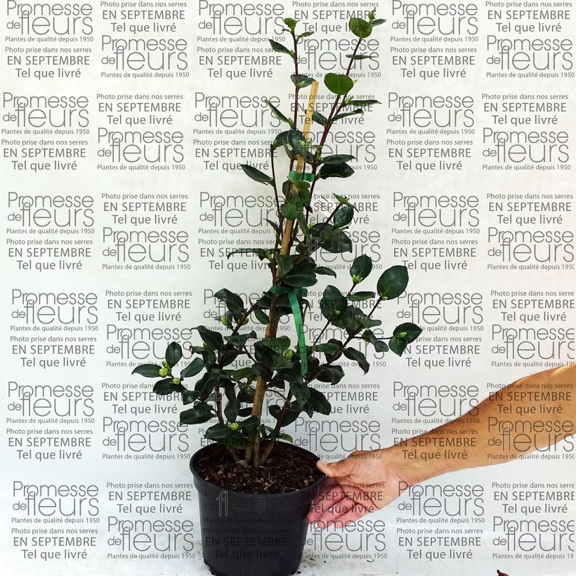 Example of Camellia sasanqua Sekiyo - Herbstblühende Kamelie Topf mit 4L/5L as you get