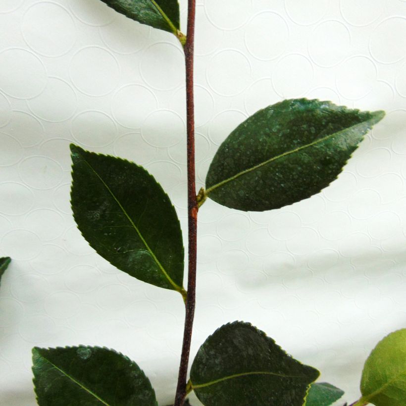 Camellia sasanqua Showa no Sakae - Herbstblühende Kamelie (Foliage)
