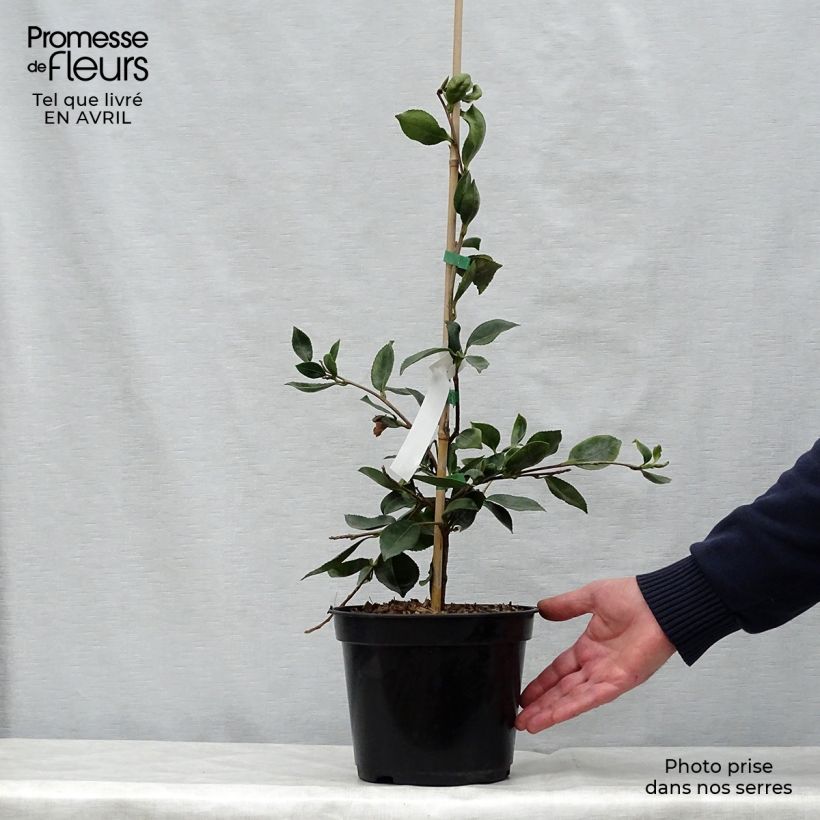 Example of Camellia sasanqua Showa no Sakae - Herbstblühende Kamelie Topf mit 4L/5L as you get in printemps