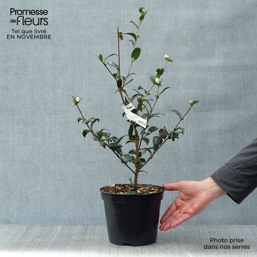 Example of Camellia sasanqua Survivor - Herbstblühende Kamelie Topf mit 4L/5L as you get in automne