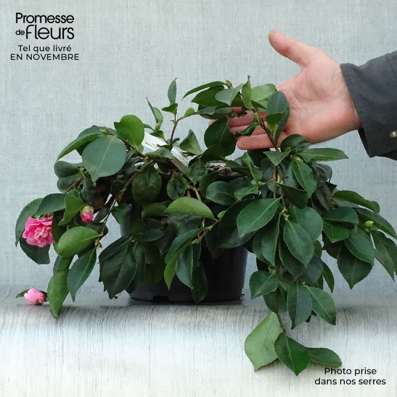 Example of Camellia sasanqua Waterfall Pink - Herbstblühende Kamelie Topf mit 4L/5L as you get in automne