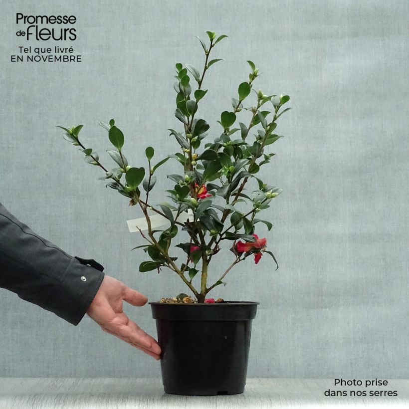 Example of Camellia Yuletide - Kamelie Topf mit 4L/5L as you get in automne