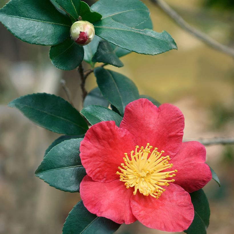 Camellia Yuletide - Kamelie (Foliage)