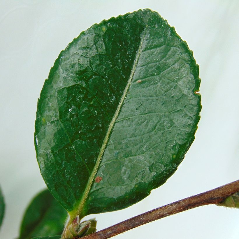 Camellia hiemalis Bonanza - Kamelie (Foliage)