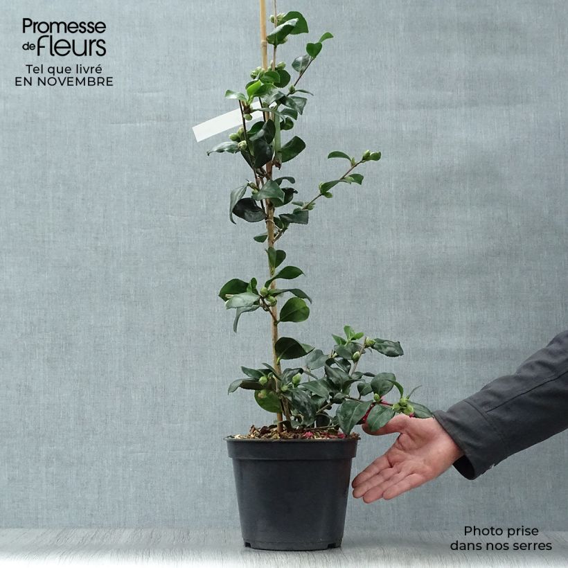 Example of Camellia hiemalis Bonanza - Kamelie Topf mit 3L/4L as you get in automne
