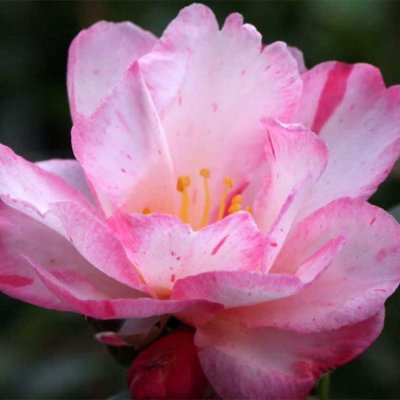 Camellia sasanqua Stars'n Stripes - Herbstblühende Kamelie (Flowering)