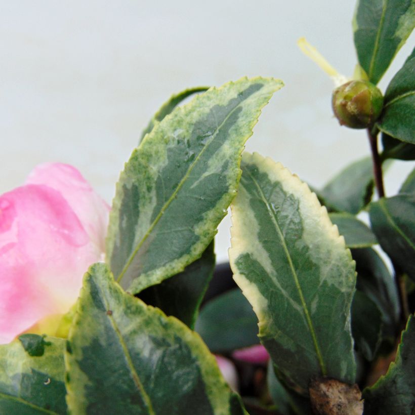 Camellia sasanqua Variegata - Herbstblühende Kamelie (Foliage)