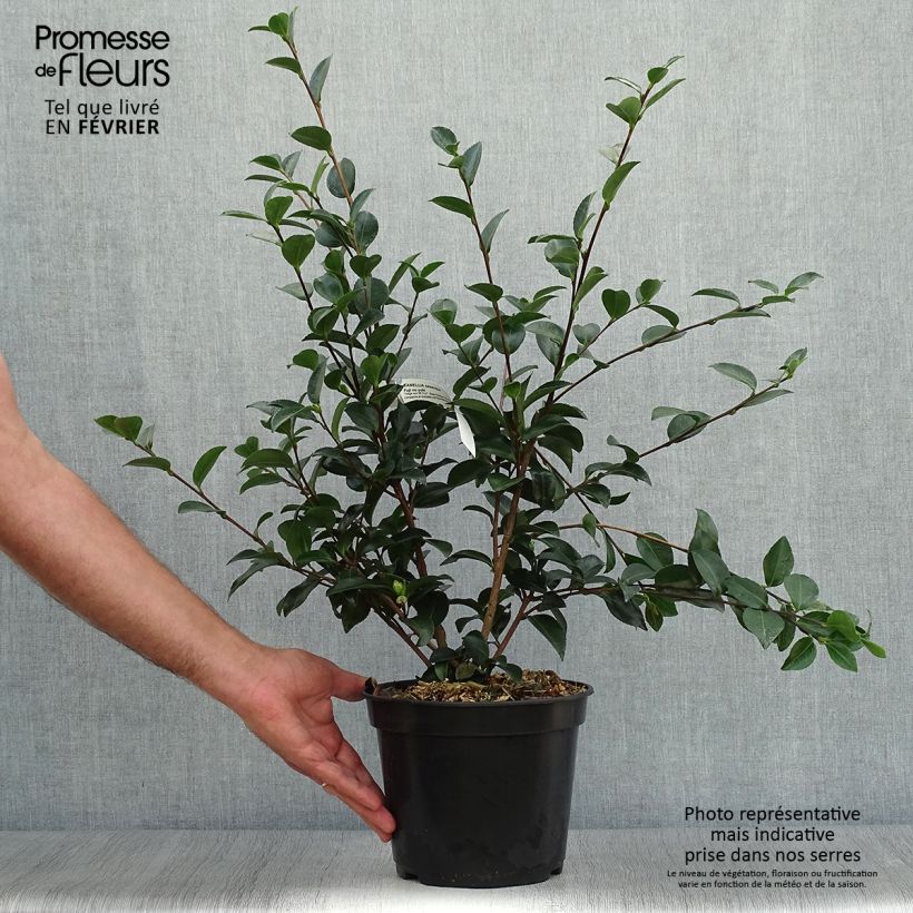 Example of Camellia Fuji no Yuki - Kamelie Topf mit 4L/5L as you get in automne