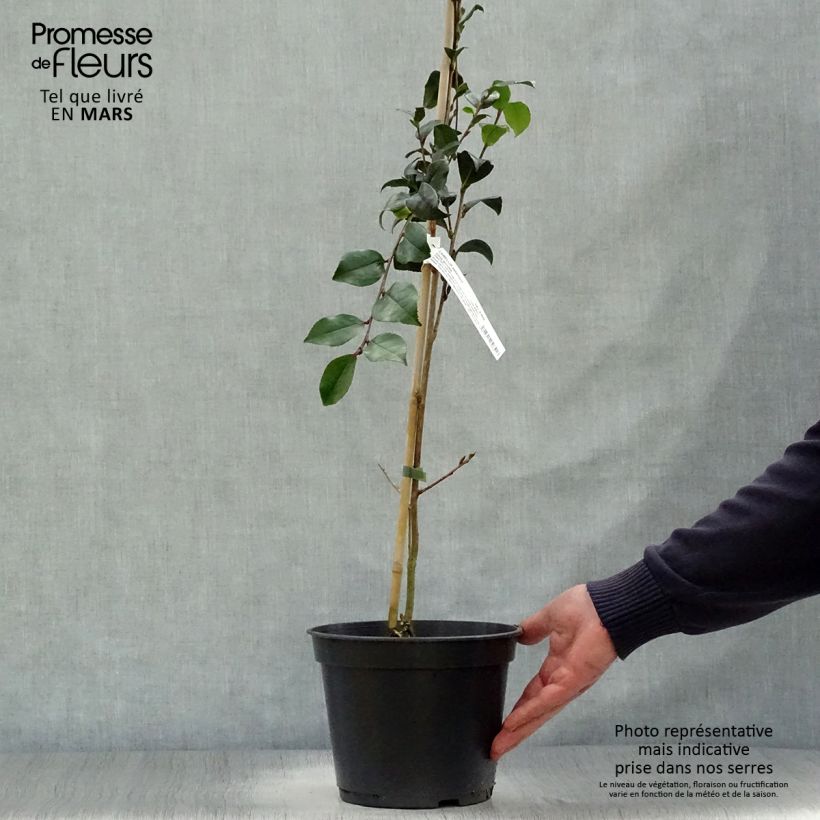 Exemplar von Camellia sasanqua Choji Guruma - Herbstblühende Kamelie Topf mit 4L/5L wie im Frühjahr geliefert