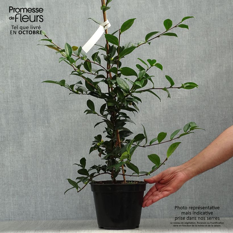 Example of Camellia sasanqua Early Pearly - Herbstblühende Kamelie Topf mit 4L/5L as you get in automne