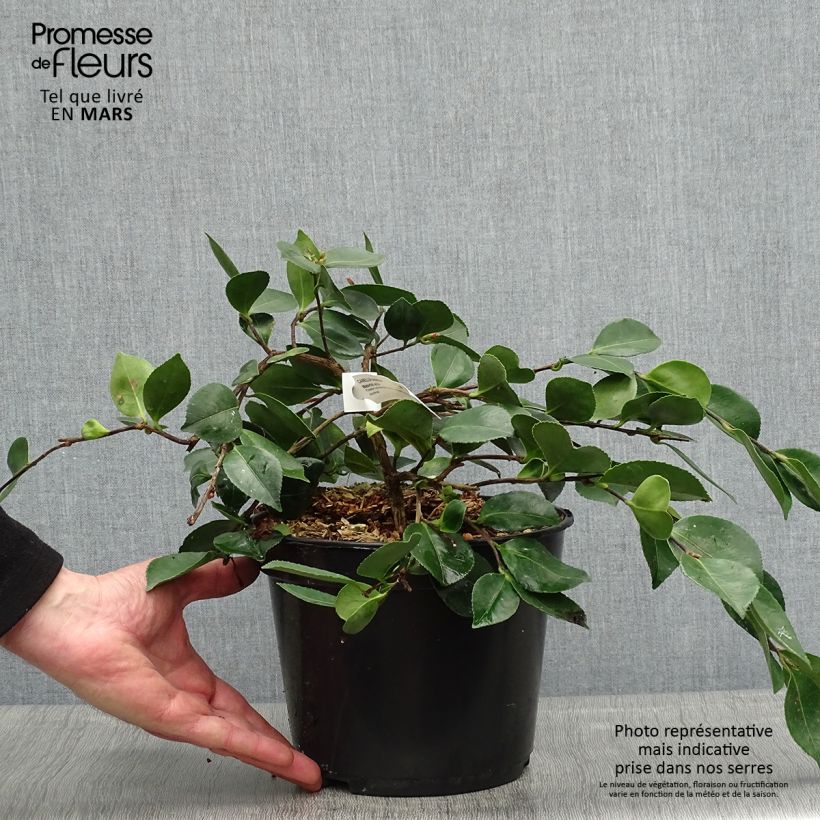 Exemplar von Camellia sasanqua Waterfall White - Herbstblühende Kamelie Topf mit 4L/5L wie im Frühjahr geliefert