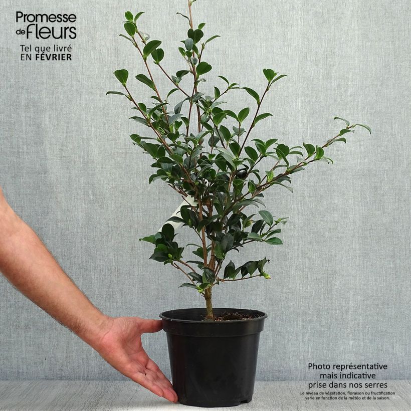 Example of Camellia sasanqua Versicolor - Herbstblühende Kamelie Topf mit 3L/4L as you get in automne