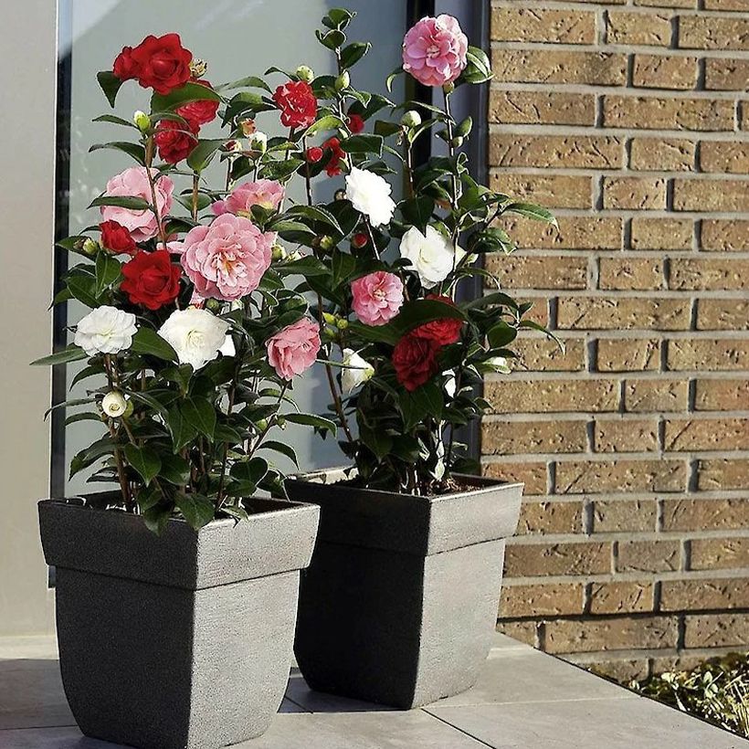 Camellia Three Sisters Mix - Japanische Kamelie (Plant habit)