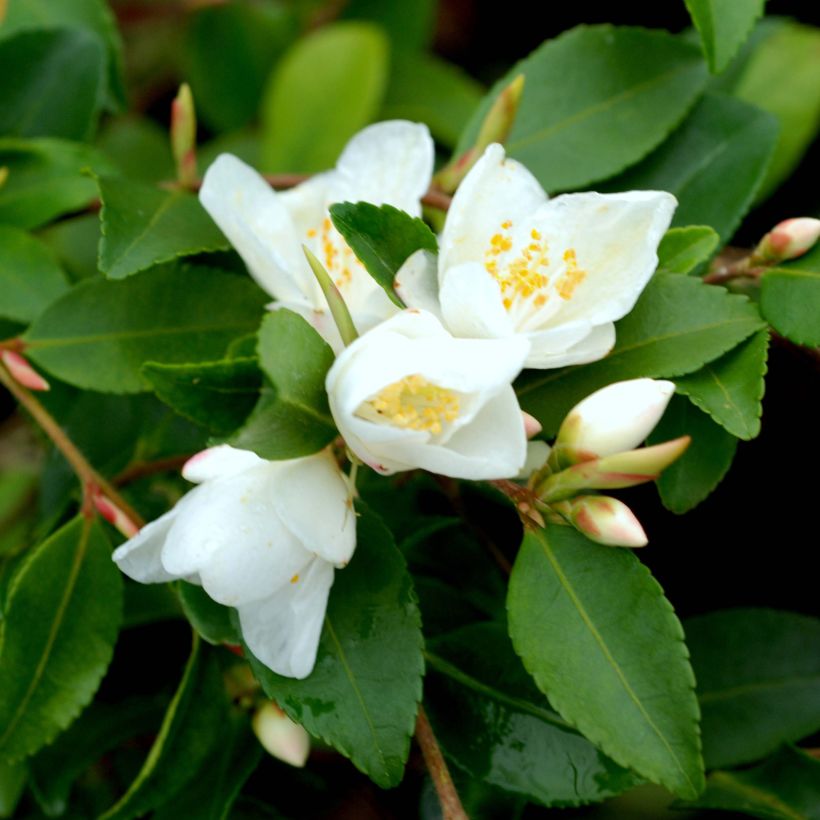 Camellia lutchuensis - Kamelie (Flowering)