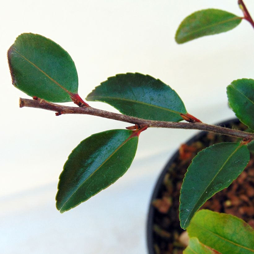 Camellia lutchuensis - Kamelie (Foliage)