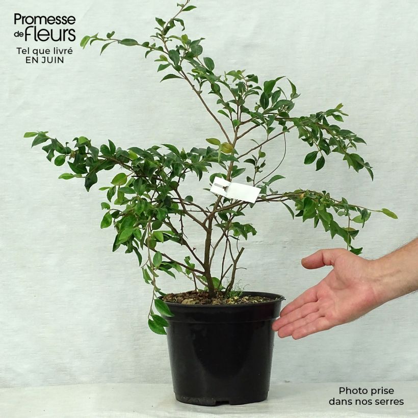 Exemplar von Camellia lutchuensis - Kamelie Topf mit 4L/5L wie im Sommer geliefert