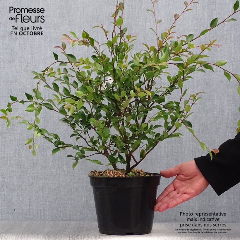 Example of Camellia lutchuensis - Kamelie Topf mit 4L/5L as you get in automne